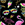 DWTL:DOWNTOWN TROPICAL